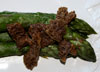 asparagus and morels